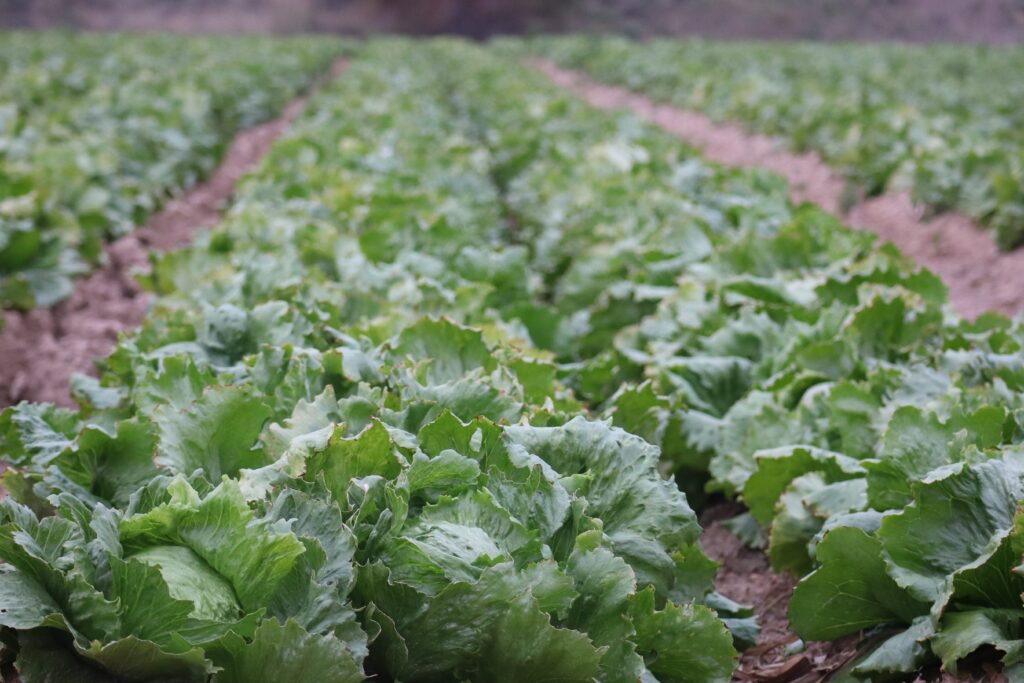 10 ideas de cultivos para plantar en julio en espana y obtener una abundante cosecha