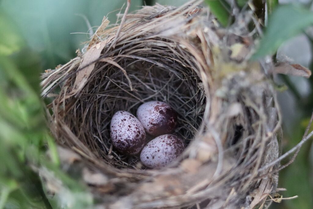 aprende como quitar un nido de palomas de forma segura y efectiva