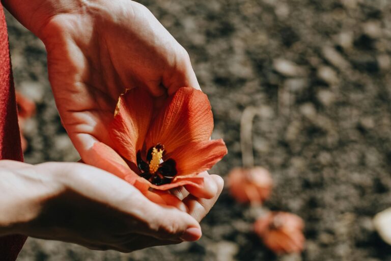 aprende cuando podar la dama de noche para asegurar su crecimiento y floracion optimos
