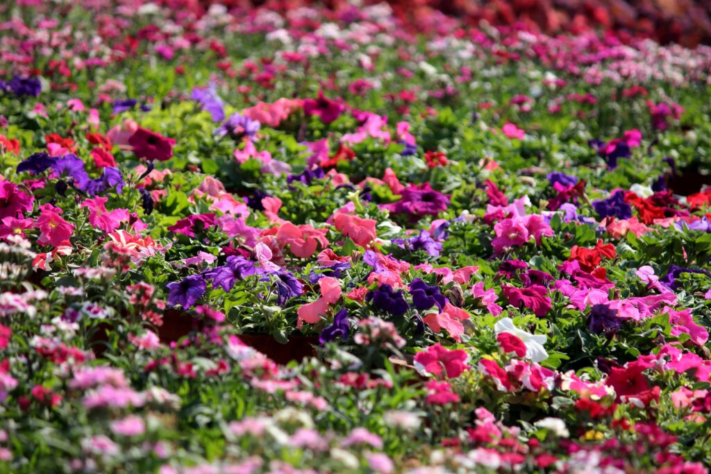 aprende cuando y como plantar allium para un jardin florido y lleno de colores
