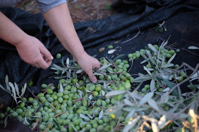 como conservar las olivas de manera facil y efectiva consejos y trucos para preservar todo su sabor y frescura