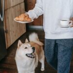 como conservar los puros en casa descubre los mejores consejos para mantener tus puros en perfectas condiciones