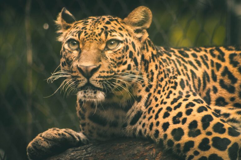 como limpiar y mantener tu abrigo de piel vuelta intacto y libre de manchas