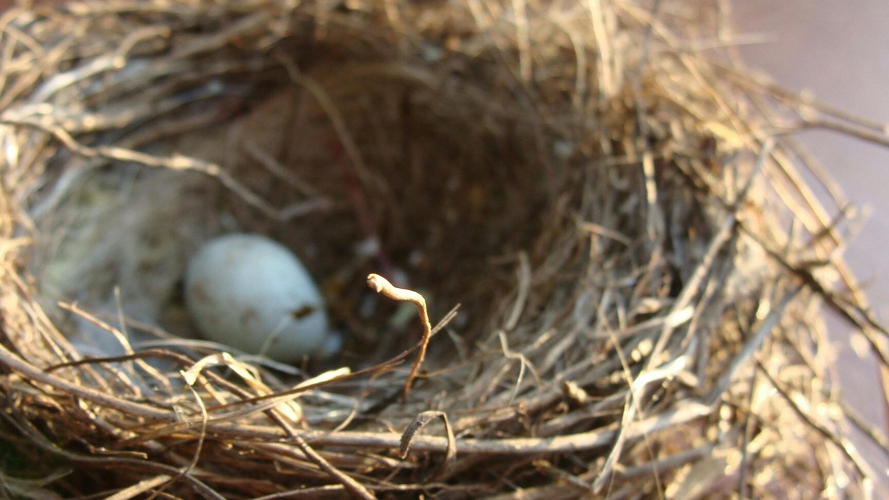 Cómo quitar eficazmente los nidos de avispas en tu hogar para garantizar tu seguridad