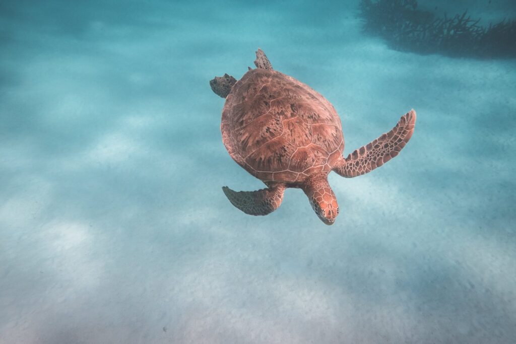 como quitar las algas del fondo de la piscina de manera facil y rapida