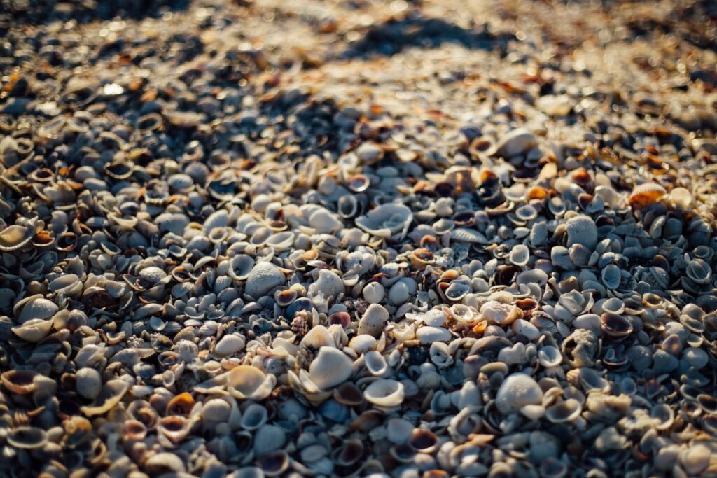 consejos practicos sobre como conservar los mejillones una vez cocidos