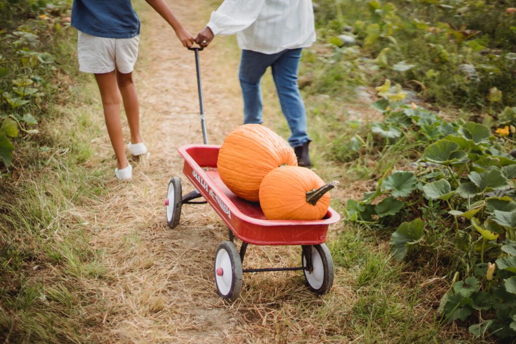cuando recoger la calabaza consejos y recomendaciones para aprovechar al maximo la temporada de otono