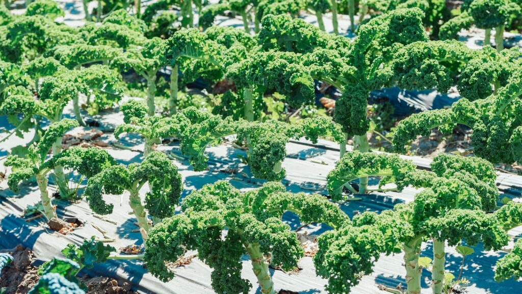cuando y como plantar el brocoli en galicia consejos y tecnicas efectivas