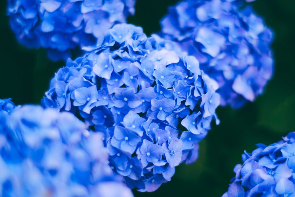 cuando y como podar las hortensias en espana para un crecimiento saludable