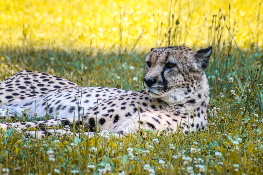 descubre como quitar eficazmente las manchas de las quemaduras con laser y recupera una piel radiante