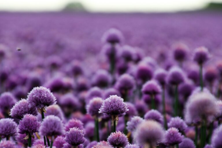 descubre cuando es el momento ideal para plantar el aligustre en tu jardin