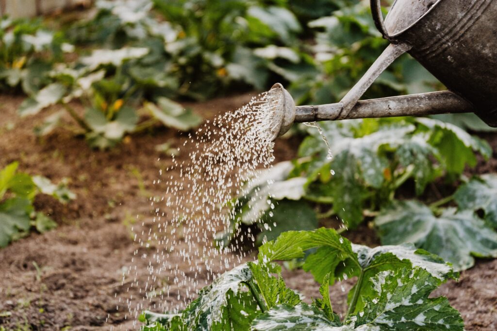 descubre cuando es el momento ideal para plantar las hermosas adelfas en tu jardin