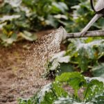 Descubre cuándo es el momento ideal para plantar las hermosas adelfas en tu jardín. descubre cuando es el momento ideal para plantar las hermosas adelfas en tu jardin