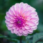 Descubre cuándo es el momento perfecto para plantar un nogal en tu jardín descubre cuando es el momento perfecto para plantar un nogal en tu jardin