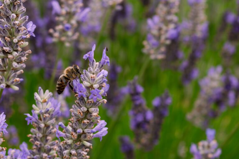 descubre cuando y como plantar las aromaticas para tener el jardin de tus suenos