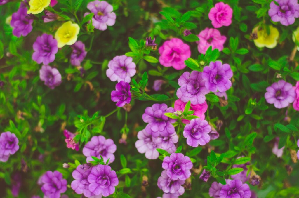 descubre cuando y como plantar los bulbos de las calas de colores para disfrutar de un jardin vibrante y lleno de vida