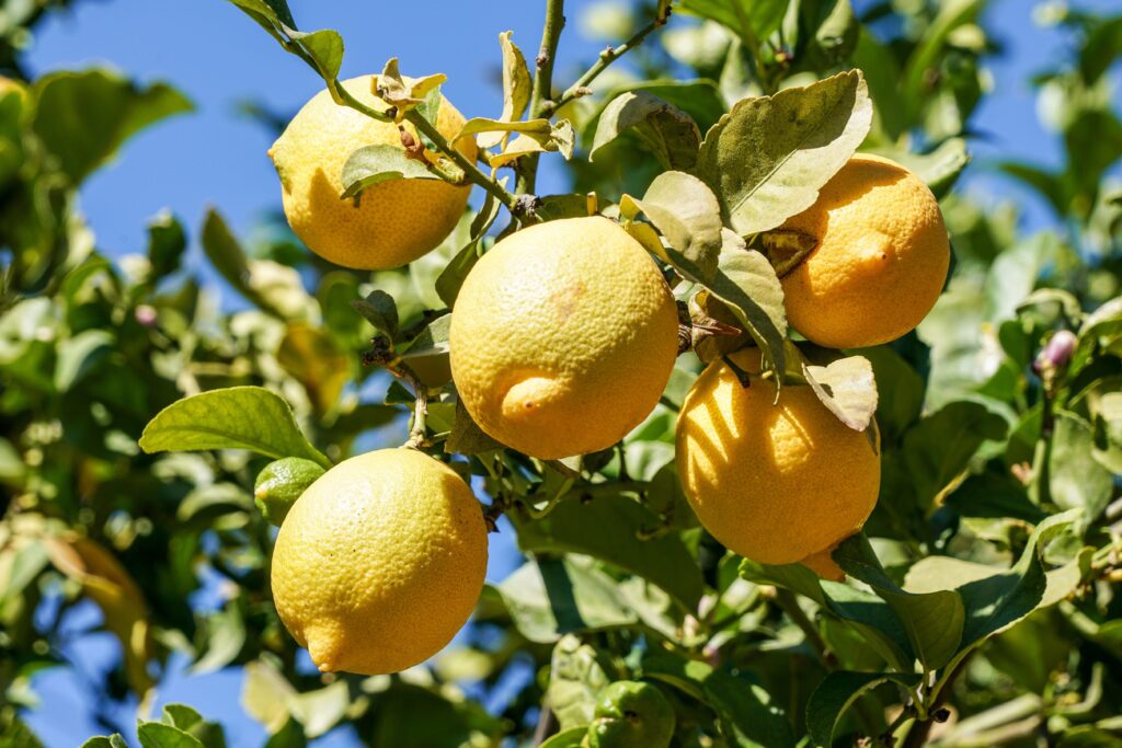descubre que hacer con los jugosos limones y sorprende a todos con deliciosas recetas y usos versatiles