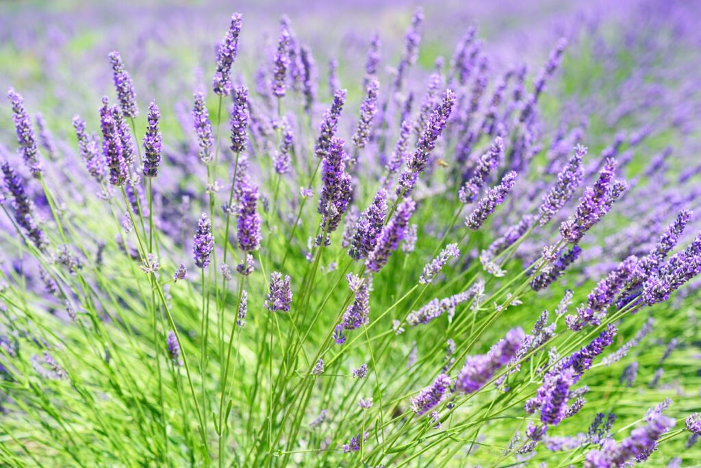 descubre que plantar en abril en el huerto para maximizar tus cosechas