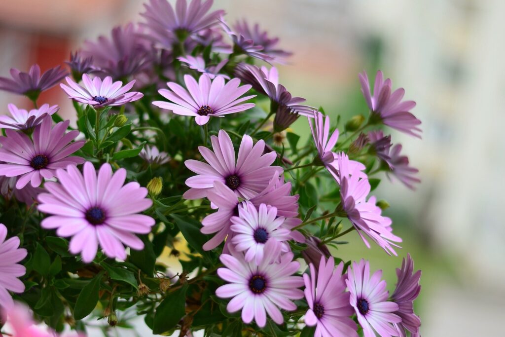descubre que plantar en noviembre en cataluna para tener un jardin floreciente todo el ano