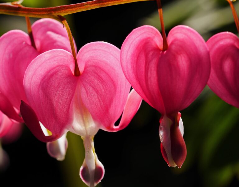 descubre que plantar en octubre en cataluna para un jardin floreciente y lleno de color