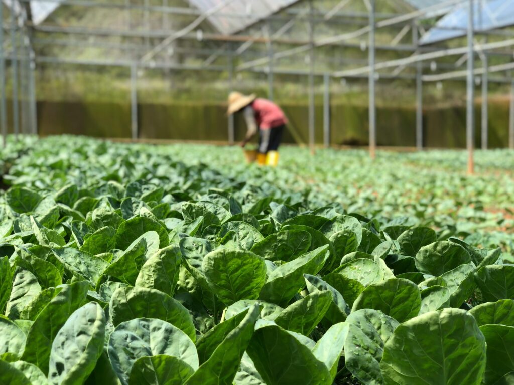 descubre que plantar en septiembre en galicia y maximiza tu cosecha
