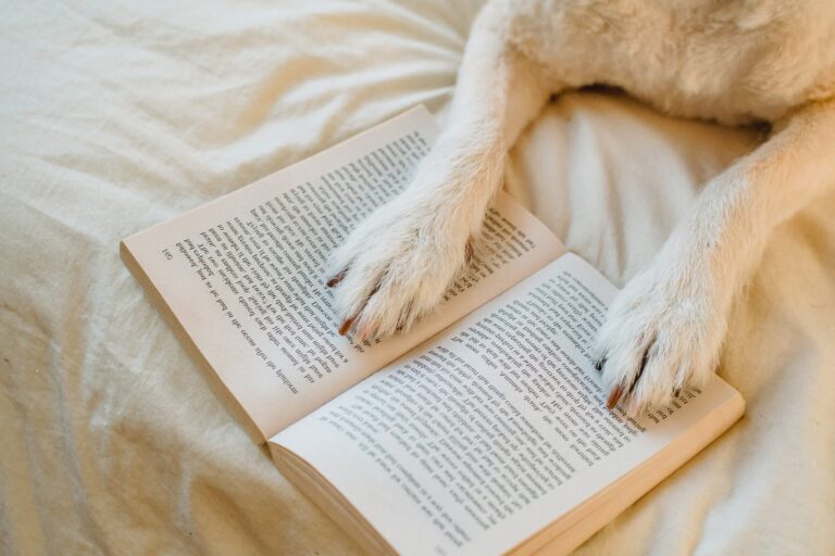 por que suspiran los perros descubre las razones detras del dulce suspiro canino