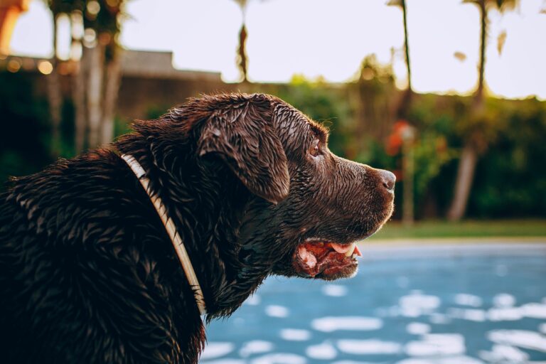 que hacer si el agua de la piscina esta turbia 5 consejos infalibles para mantenerla cristalina y disfrutar al maximo
